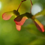 maple seeds hanging from a branch
