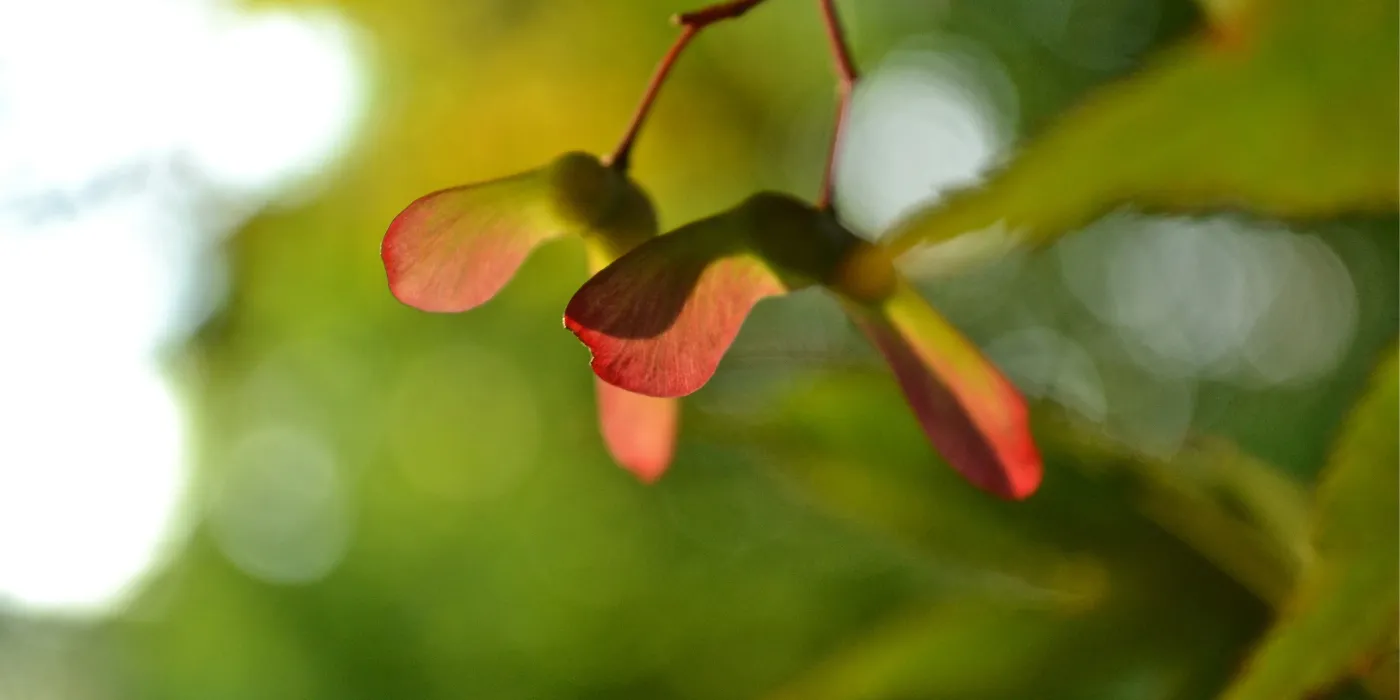 maple seeds hanging from a branch