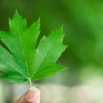 green maple leaf