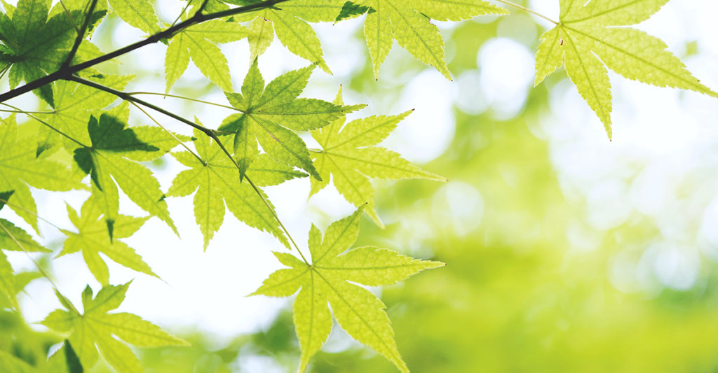 green maple leaves