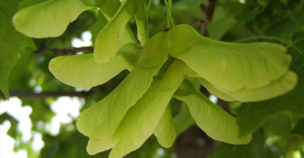 maple tree seeds