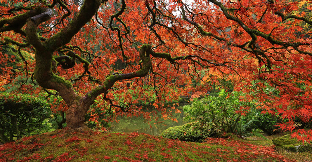 How To Plant Maple Trees From Seed