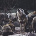 gray wolves howling