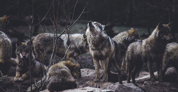 gray wolves howling