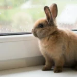rabbit sitting by a window
