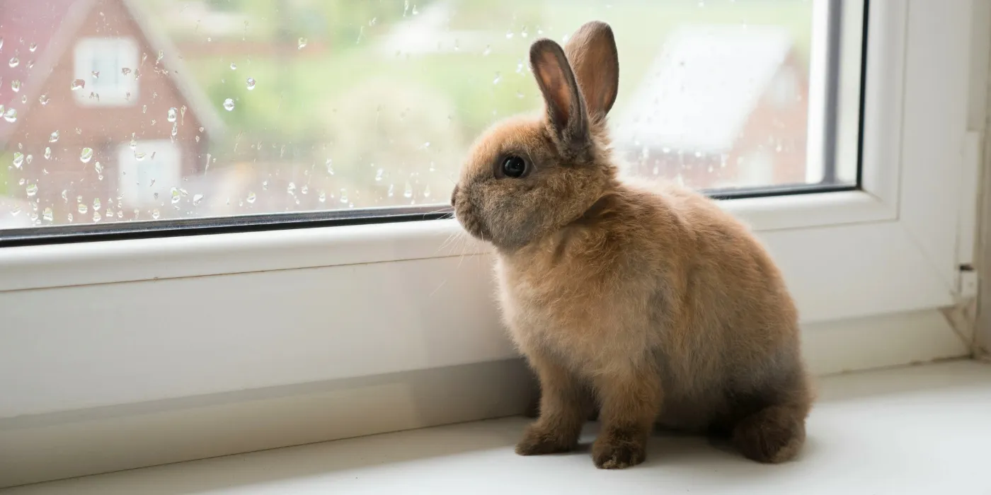 rabbit sitting by a window