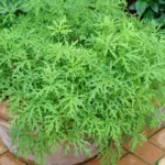 citronella plant