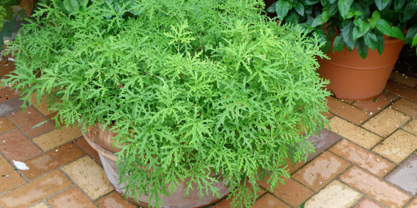 citronella plant
