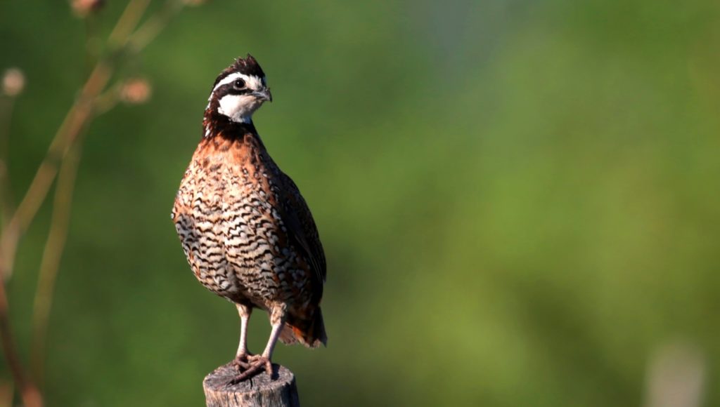 bobwhite quail