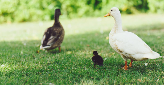 How To Raise Ducks In Your Own Backyard