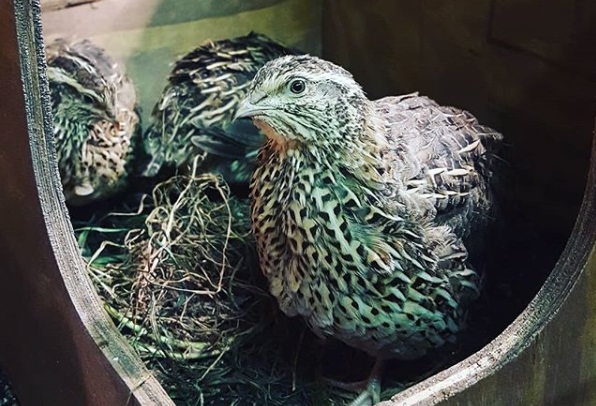 coturnix quail hens