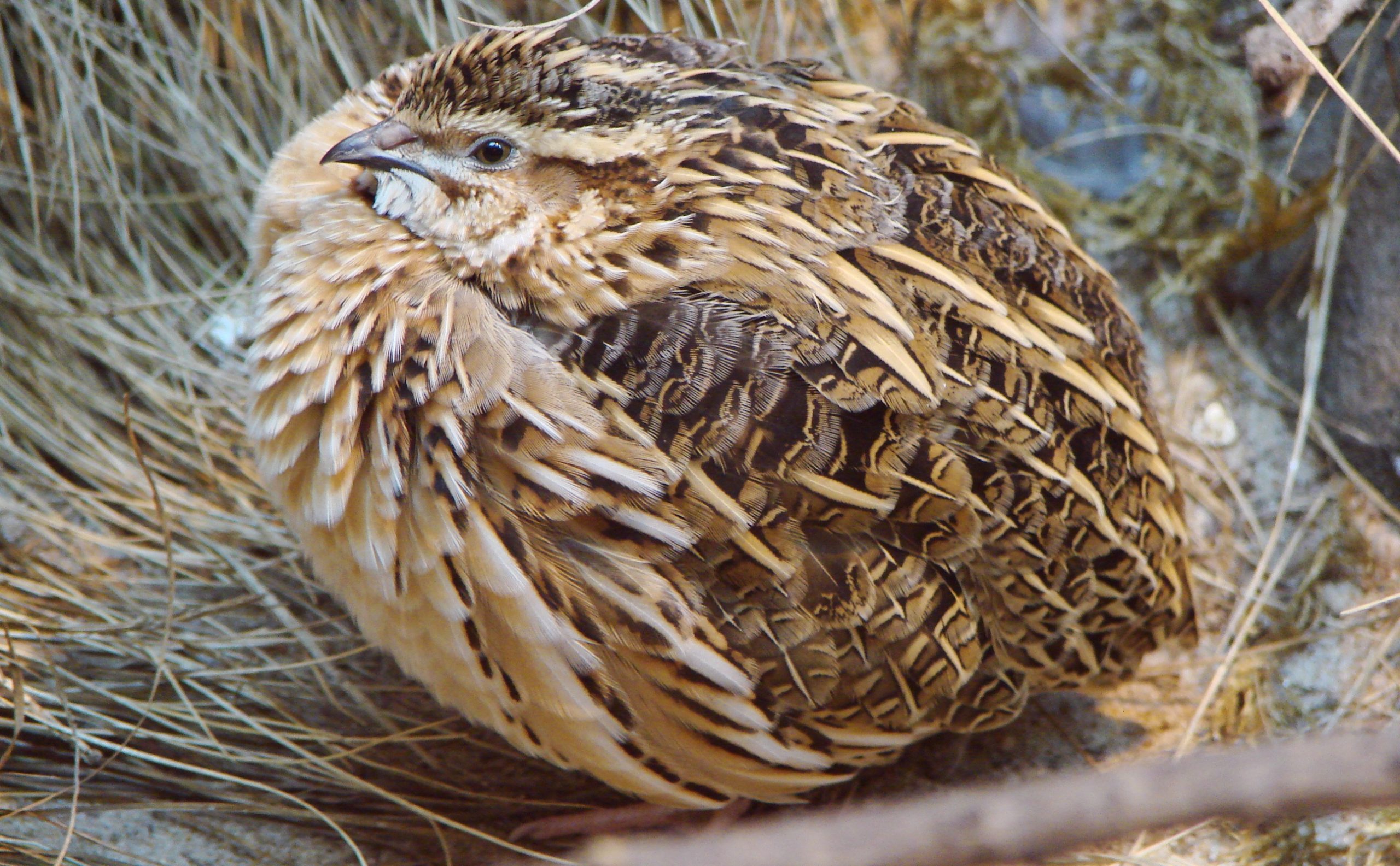 coturnix quail