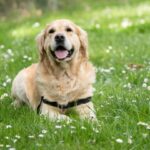 dog laying in grass