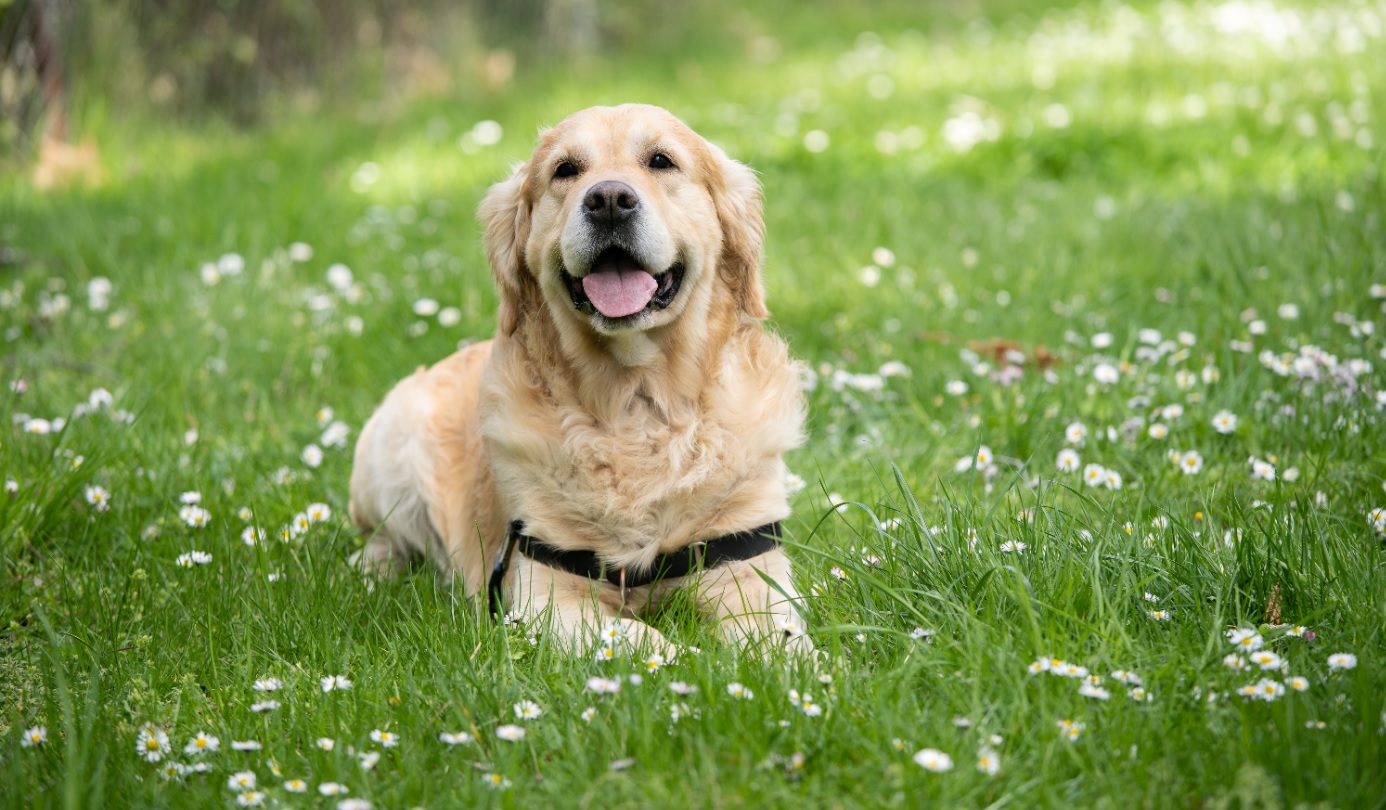 dog laying in grass