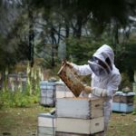 man in bee suit working with hive