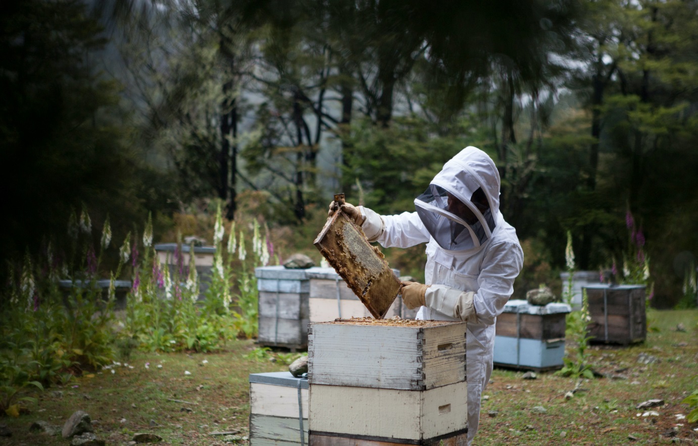 man in bee suit working with hive