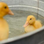 ducklings swimming in a metal tub