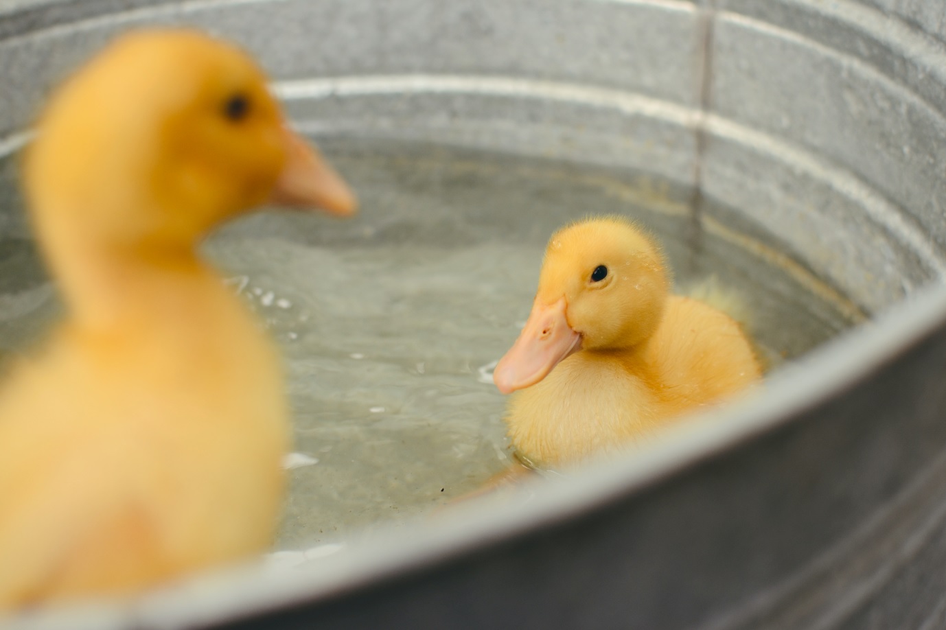 ducklings swimming in a metal tub