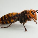 male asian giant hornet, or murder hornet