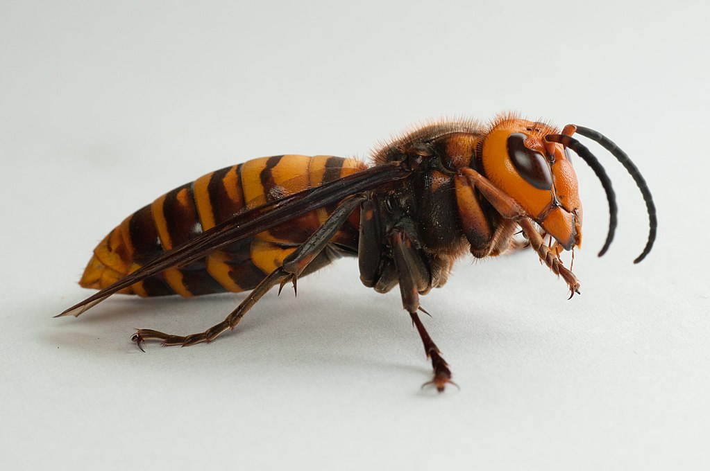 male asian giant hornet, or murder hornet