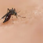 a mosquito on someone's skin