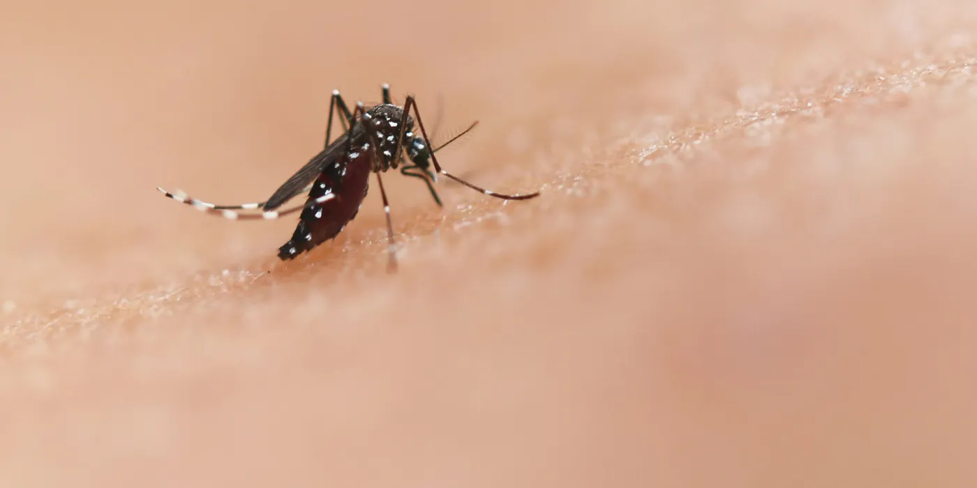 a mosquito on someone's skin