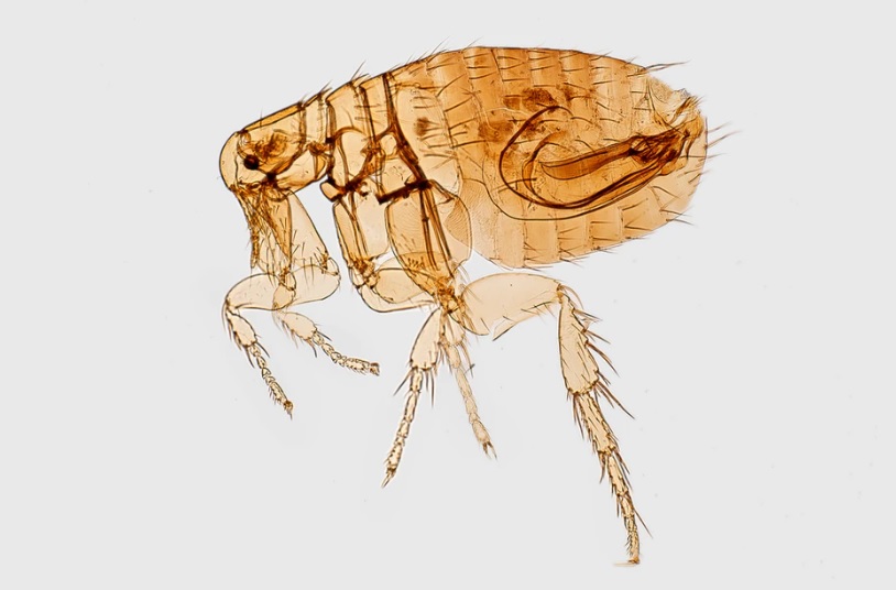 flea under a microscope