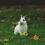 white rabbit on green grass with an apple
