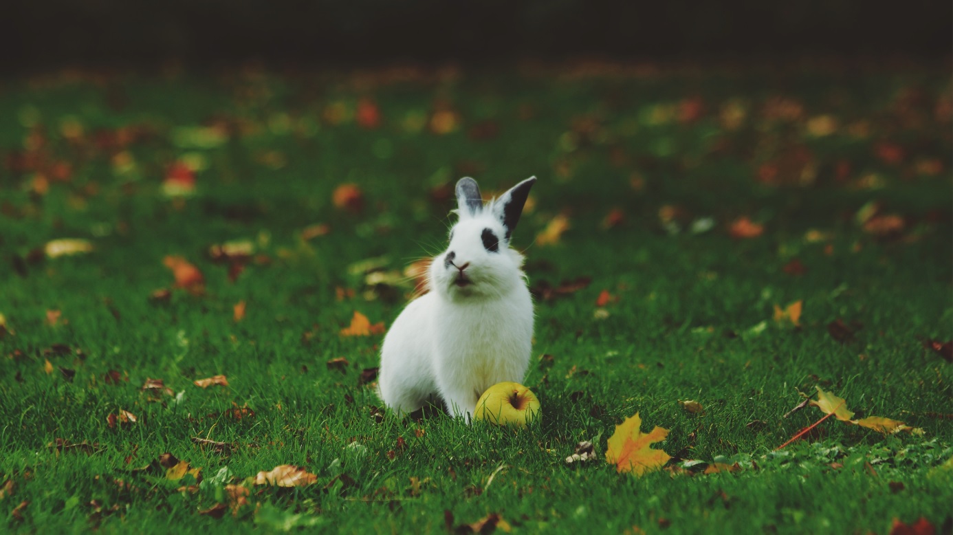 white rabbit on green grass with an apple