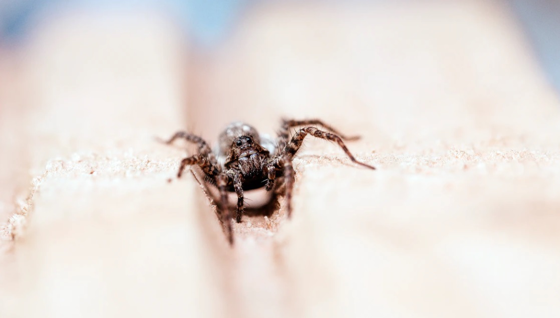 spider on white background