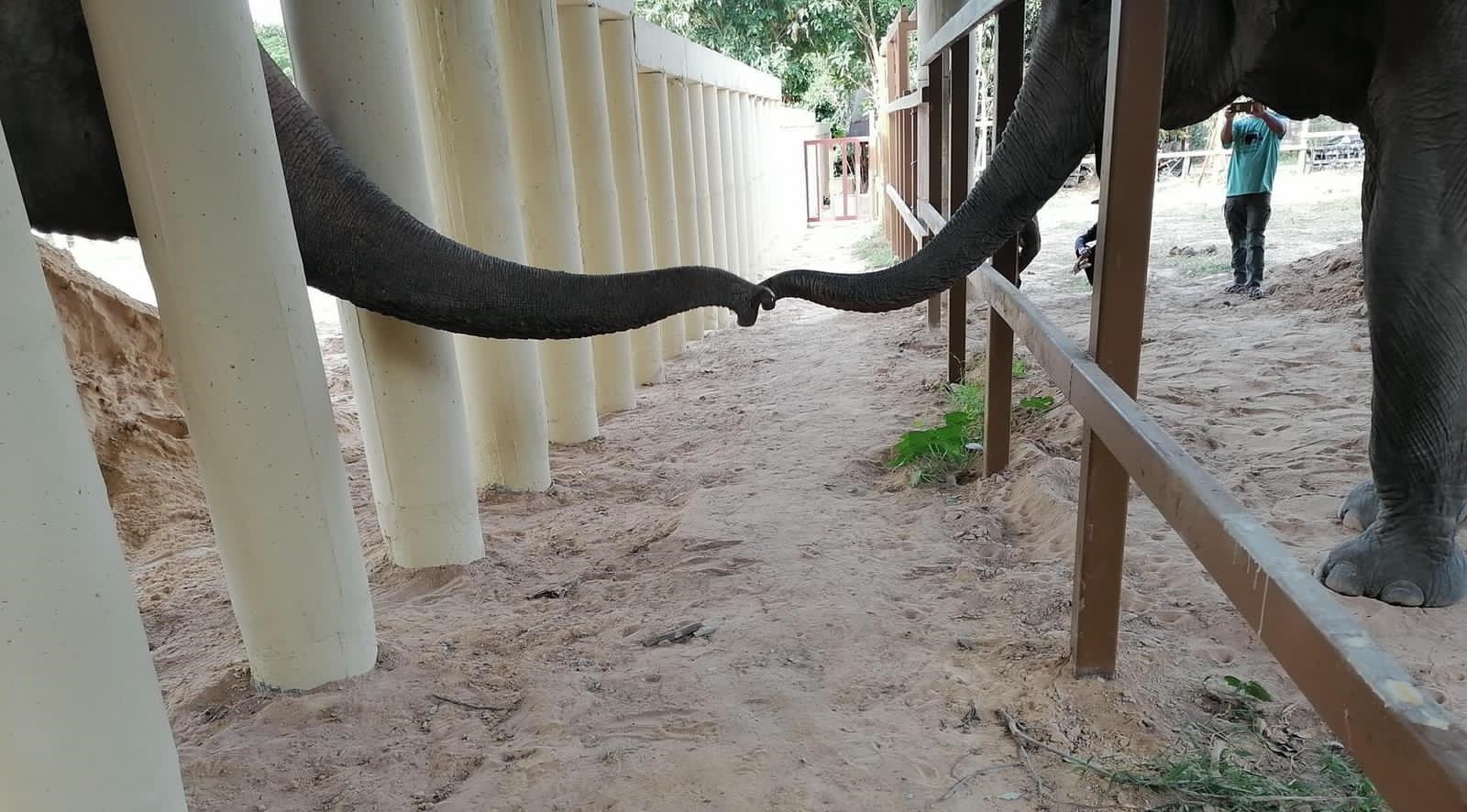 world's loneliest elephant