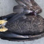 dead bald eagle