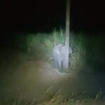 baby elephant hiding behind a pole