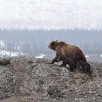 female brown bear with two cubs