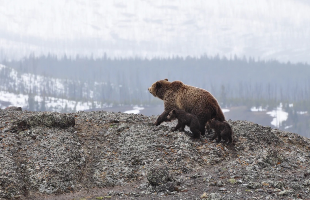 female brown bear with two cubs