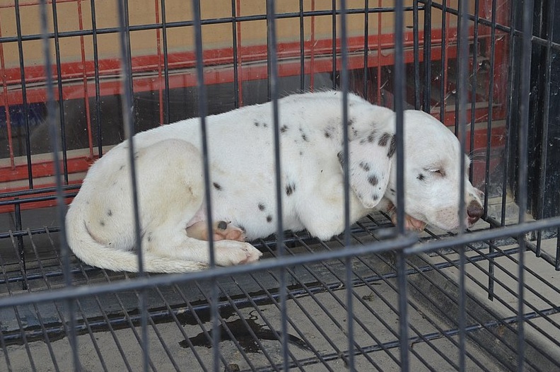 puppy in a cage