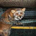 fox in a cage