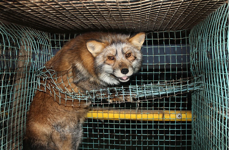 fox in a cage