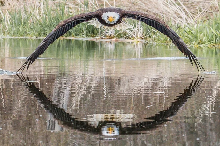 bald eagle with reflection in the water