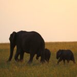 elephant with twin calves