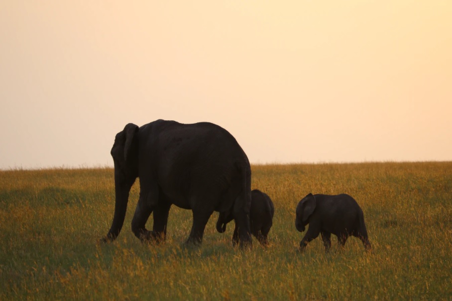 elephant with twin calves