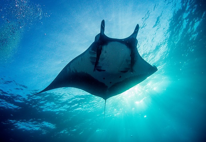 giant manta ray