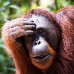 orangutan scratching his head