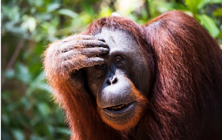 orangutan scratching his head