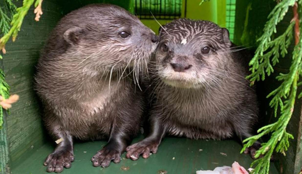 two otters