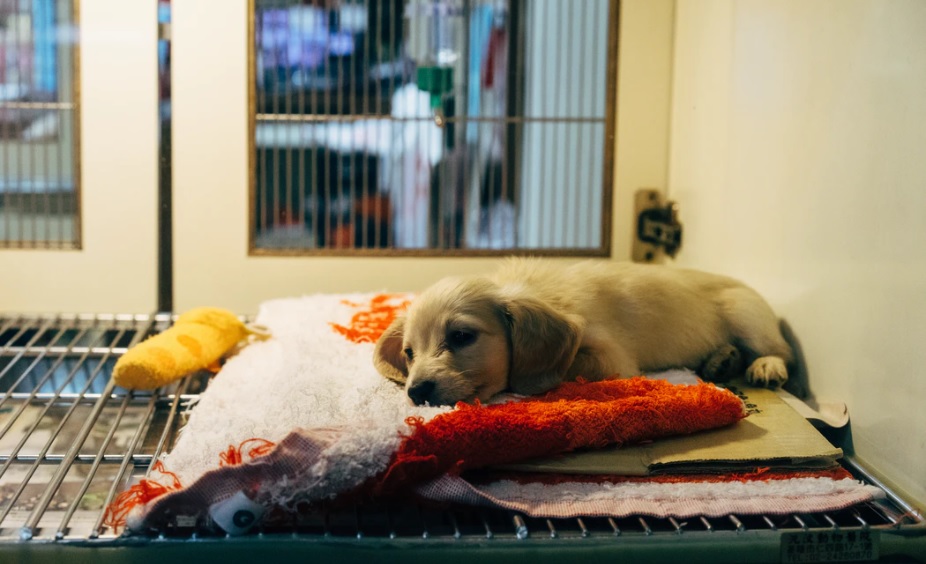 shelter pet puppy in a cage