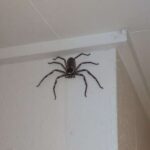 huntsman spider