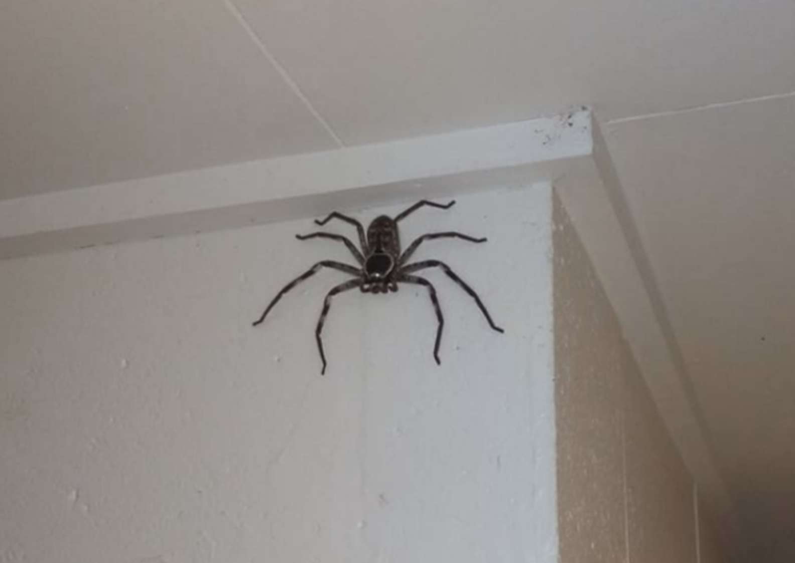 huntsman spider