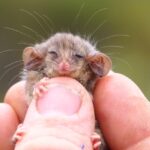 tiny pygmy possum