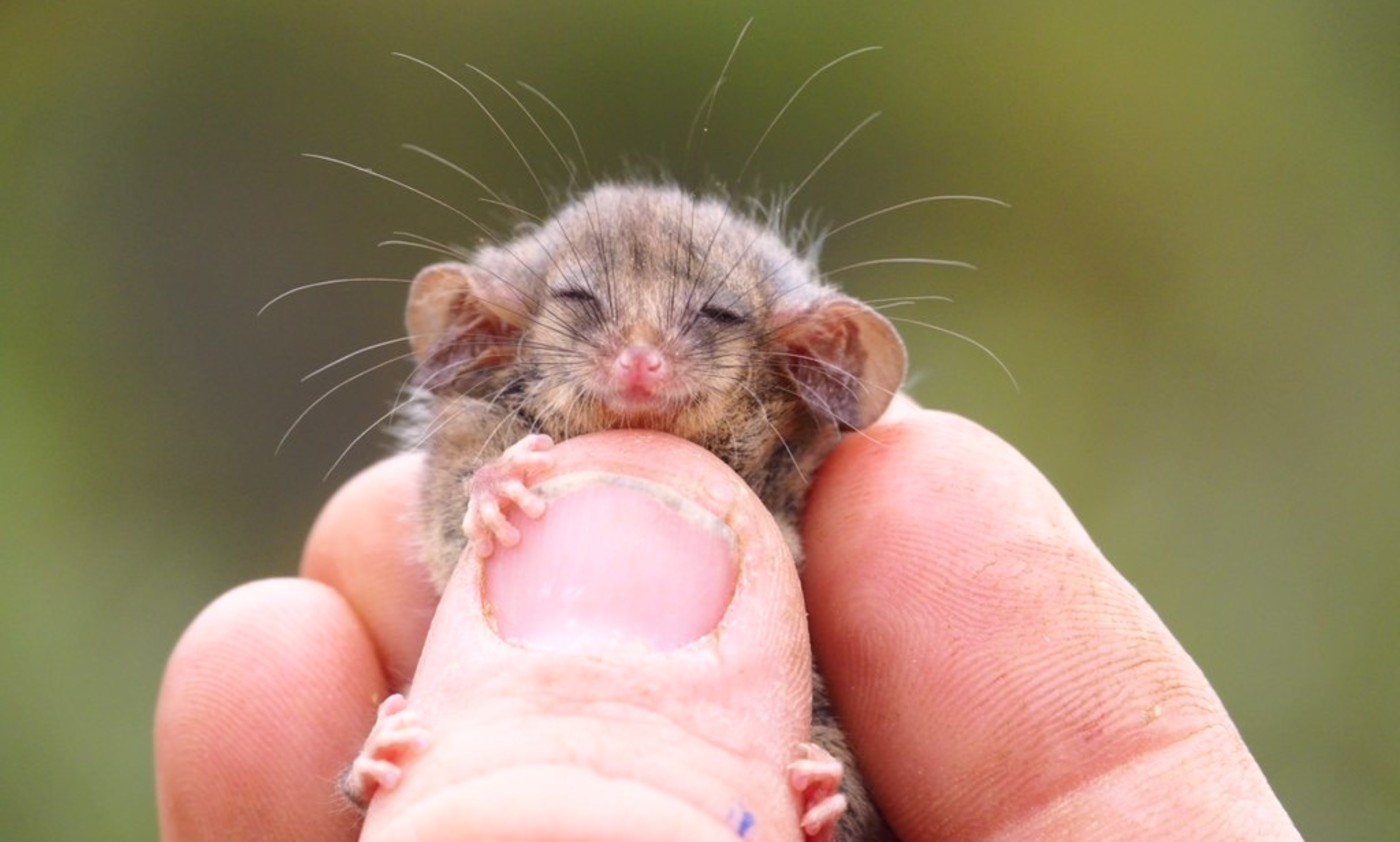 tiny pygmy possum